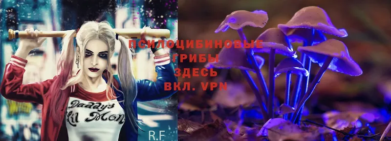 ОМГ ОМГ   Покачи  Псилоцибиновые грибы Psilocybe 